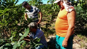 Eng. Agr. Mauri Lima Filho orientando a poda de frutificação na pinha.