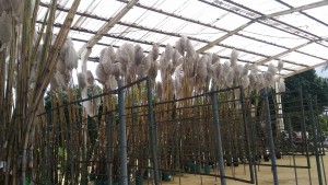 9 Produção de sementes de Cana-de-Açúcar