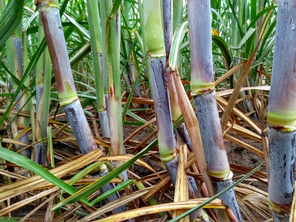 Variedade de cana-de-açúcar desenvolvida pela UFRRJ é destaque nos plantios no estado do Espírito Santo