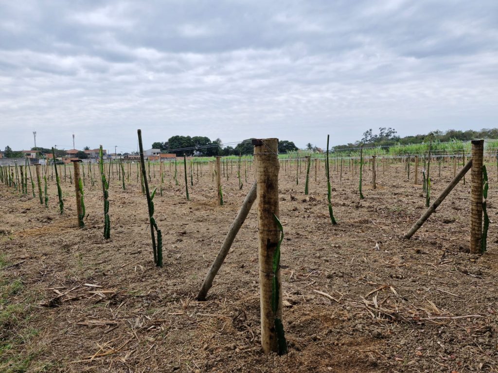 Rural lança novo projeto de pesquisa com pitaya no Câmpus Campos dos Goytacazes