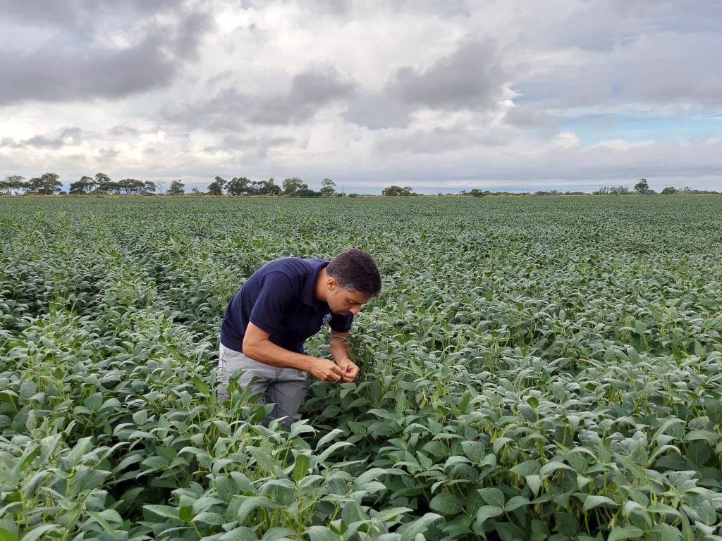 Projeções sobre a produção de soja em Campos dos Goytacazes – Entrevista com o Engenheiro Agrônomo Josimar Batista