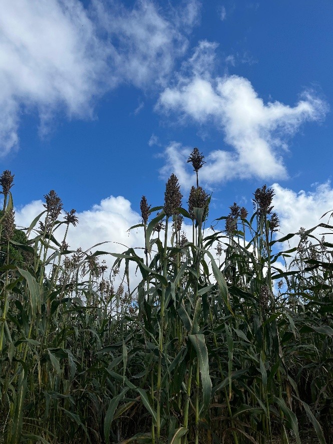 Pesquisas de sorgo forrageiro com uso de Azospirillum brasilense e diferentes fontes de adubação nitrogenada