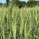UFRRJ avalia potencial produtivo de genótipos de trigo no Norte Fluminense